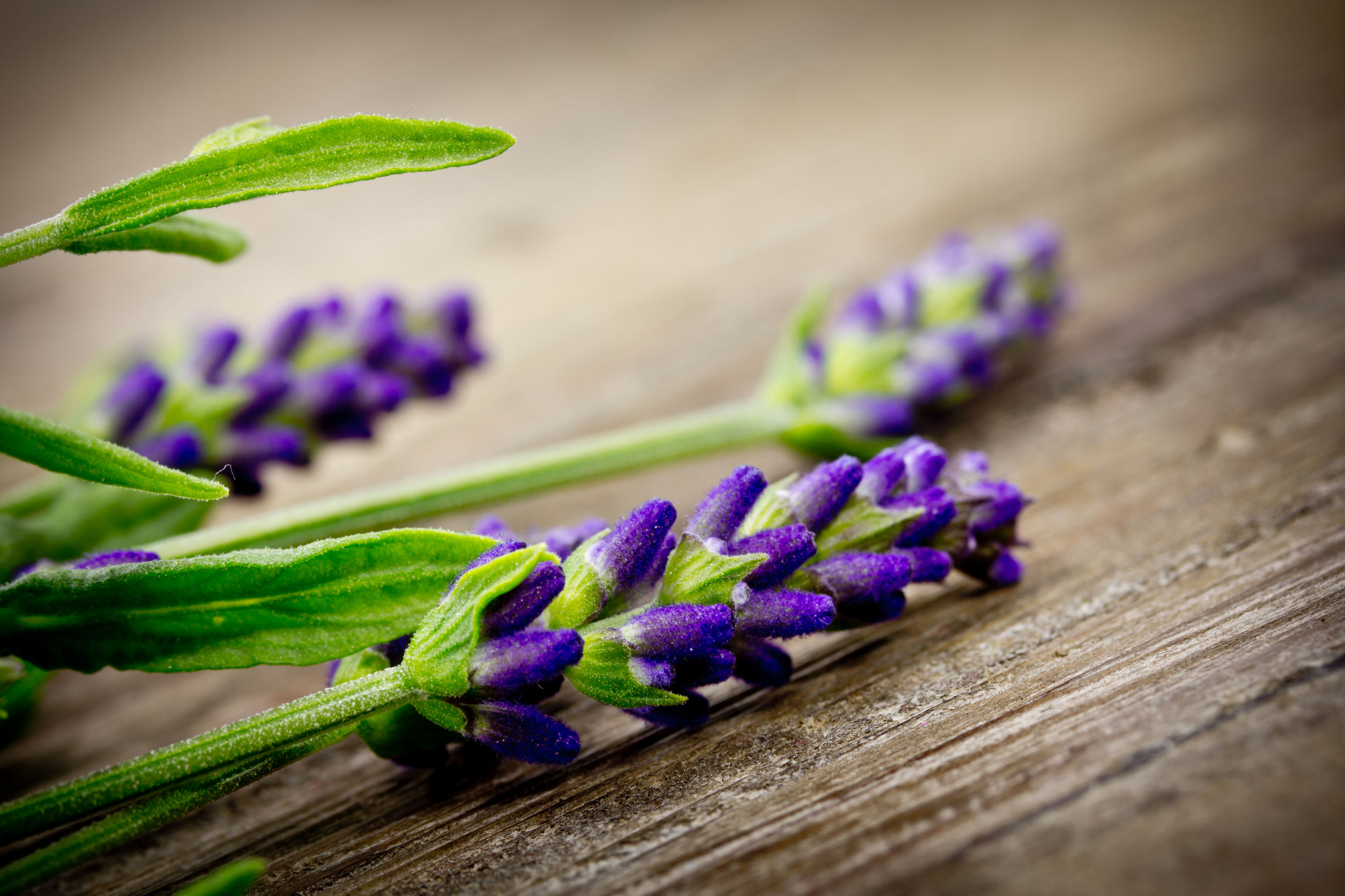 Flor de Lavanda